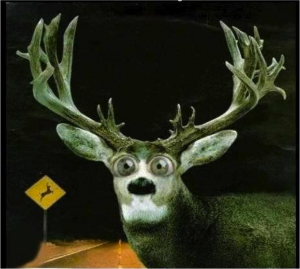 deer in headlights!